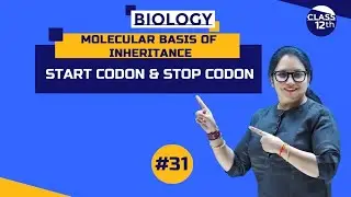Start Codon and Stop Codon | Molecular Basis of Inheritance | Class12th | Part 31 | #NEET |#CBSE |