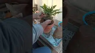 Repotting of Boston Fern | Green Rooftop | #greenrooftop #urdu #hindi #shorts