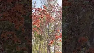 😱Palash Tree Flower&nbsp; 😱