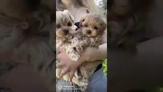 #мальтипу #мальтипумосква #maltipoo #купитьмальтипу #микромальтипу #минимальтипу