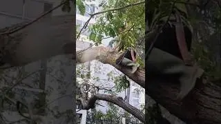 Woodworking skill projects large tree cutting Techniques #shortvideo #chainsaw