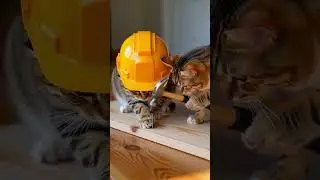 Funny Animal Moments That Will Make You Laugh #shorts
