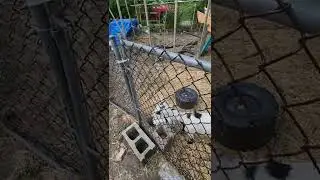 baby goat on staircase! | jumping and excited!