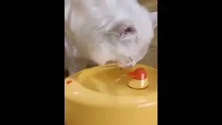 Duck water fountain