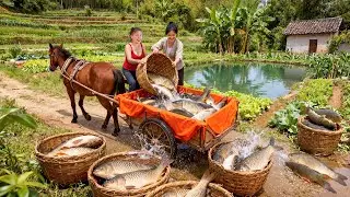 500KG Tilapia From Ly Phuc Vy's Farm To Sell | Tiểu Ca Daily Life