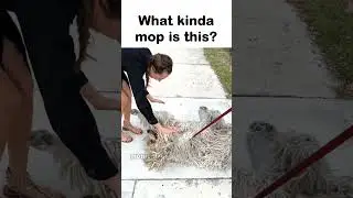 What kinda mop is this😭