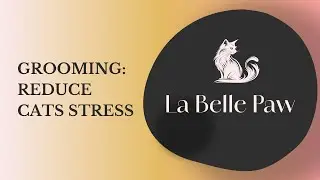 hOW TO REDUCE CAT ANXIETY DURING GROOMING SESSION?  // LA BELLE PAW #CatGROOMING #catlovers #trend