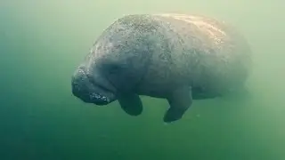Manatee at the end of my yard!
