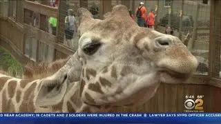 April The Giraffe Update