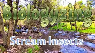 Biologyzing Stream Insects