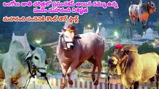 🌟🏆🔥ఒంగోలుగిత్తల చరిత్రలో World Cupతో సమానమైన దమ్ము ఉన్న పందెం మహానంది విశిష్టత కౌంటడౌన్ స్టార్ట్ 🔥🌟🏆