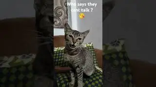 My Cat isn't an introvert 😁