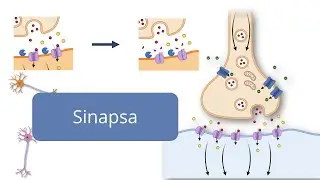 Sinapsa - Barron's - Admitere la Medicină