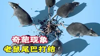 這種現象太詭異！ 6隻老鼠的尾巴，竟打結在一起。科普動畫《鼠王》。電影，短片，成精，解說，搞笑，動畫，動作，喜劇，獵奇，奇幻，腦洞，科幻，超能力，short film