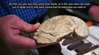 The fossil collection at the Delaware Museum of Natural History
