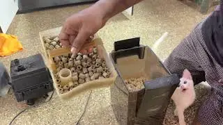 How to clean and maintain a canister filter properly 🥳🎉☺️#trending #tamil #fish 