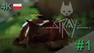 STRAY PL (4K) -  Upadek #1 Gameplay po polsku.