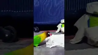 #funny #birds #