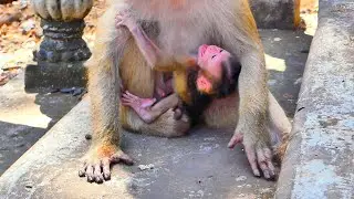 Monkey new baby amlost fall out off its monkey mum Moka while struggling to drink milk