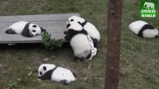 Giant Panda Breeding Center, China