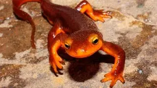 Тритон калифорнийский под водой (California newt)