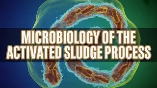 Activated Sludge Microbiology: Understanding What You&rsquo;re Really Treating