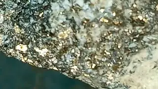 gold ore in quartz monzonite specimen
