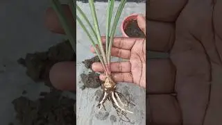 Tuberose Growing #tuberose #garden #youtubeshorts