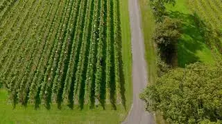 Warehorne Vineyard Harvesting 
