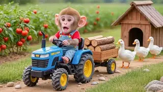 🐒🦆💥 Monkey NaNa Rebuilds the Duck House After a Shocking Escape! 😱🏡 &ndash; NANA MONKEY LIFE