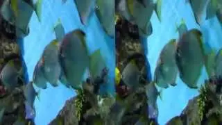 VIDEO0045
