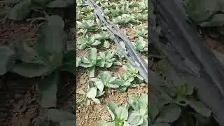 cabbage weed cultivation