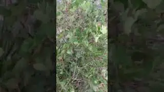 السلام للبنات بغيت نشارك معكو هد الخرجة في يلادي