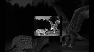 Eagle Saves Bobcat! 🦅🐆