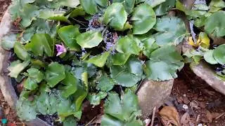 Lotus plants in small tank at home