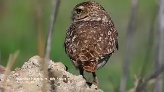 20240326 Burrowing Owl 2