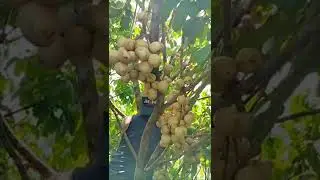 LANZONES #fruits #yummy #healthy #lanzones #yum #fresh #freshfruit