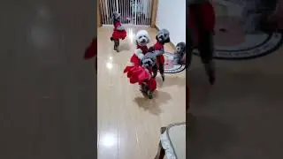 Cute Poodle Dogs Showing Amazing Dancing #Shorts
