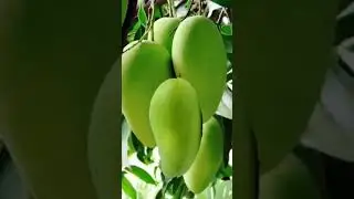GREEN MANGOES MASARAP ISAWSAW SA BAGOONG #greenmango #shorts #ytshorts #viral #asmr #satisfying