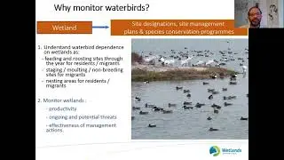 Joining the dots &ndash; linking local monitoring to national and flyway conservation - Taej Mundkur