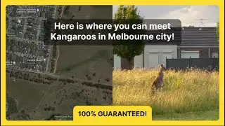 Where to find Kangaroos in Melbourne city? (100% GUARANTEE, precise location!)