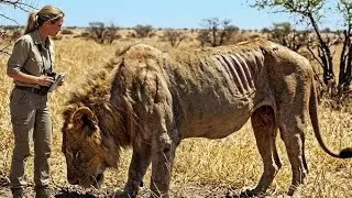Saving a Lion Changed Everything. This Researcher Never Expected What Came Next!