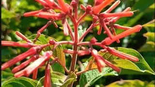 Scarlet Bush ( Hamelia patens ); Flowering Shrub Varieties Series.
