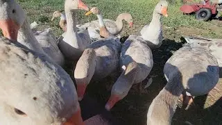 American Buff Geese 4 months old