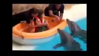 The Dolphin Show - Best tricks and Stunts by Dolphins