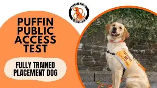 Puffin's Public Access Test - Wild Spirit Canines ID0008
