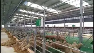 plastic slat floor for goat farm sheep slatted flooring goat slats flooring