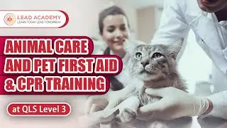 Animal Care and Pet First Aid & CPR Training | Online Course | Lead Academy