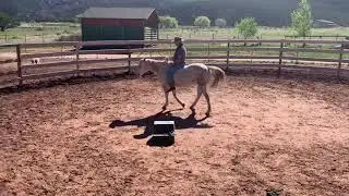 How to Ride a Horse with No Bridle or Saddle- Leg Cues Only