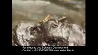 India Discover Dancing Frogs